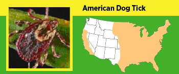 Picture of the American Dog Tick and where it can be found in the US.