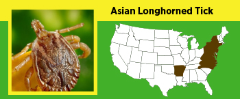 Image of an Asian longhorned tick and where it can be found in the US.