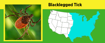 Image of Blacklegged tick and where it can be found in the US.