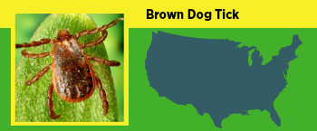 Image of a Brown dog tick and where it can be found in the united states.