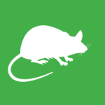 white rat vector on green background